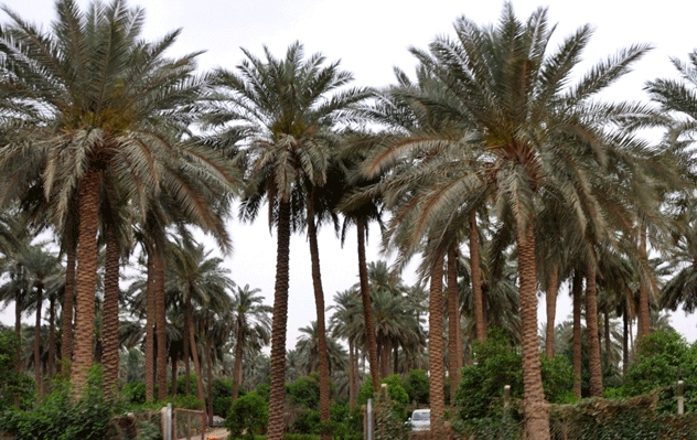 النخيل: نفط فوق الشجر